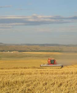 Combine in field