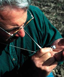 Man examines insects